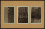 Richmond: Staten Island - LaTourette Park.