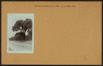 Richmond: Richmond Avenue - Travis Avenue