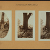 Lumbering on Staten Island [Richmond].