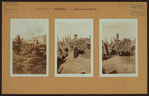 Occupations - Peddlers - Christmas trees.
