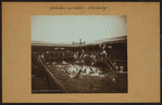 Recreation and hobbies - Swimming.