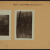 Reeds Basket Willow Swamp - Staten Island [Richmond - Dongan Hills.]