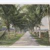 The Road to the Jungle, Palm Beach, Fla.