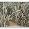 Mangrove Trees, Jungle Trail, Palm Beach, Fla.
