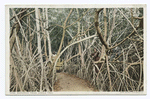 Mangrove Trees, Jungle Trail, Palm Beach, Fla.