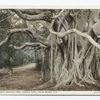 Great Banyan Tree, Palm Beach, Fla.