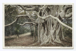 Great Banyan Tree, Palm Beach, Fla.