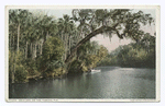 Arch Oak  on the Tomoka, Florida