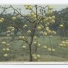Three Year Old  Grape Fruit Tree, Florida
