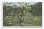 Three Year Old  Grape Fruit Tree, Florida
