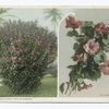 Hibiscus Plant and Bloosoms, Florida.