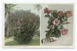 Hibiscus Plant and Bloosoms, Florida.