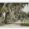 Oaks, Bonaventure Cemetery, Savannah, Ga.