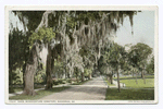 Oaks, Bonaventure Cemetery, Savannah, Ga.
