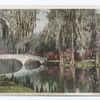 Nature's Mirror, Magnolia on the Ashley, Charleston, S. C.