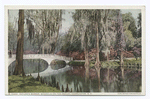 Nature's Mirror, Magnolia on the Ashley, Charleston, S. C.