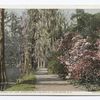 Walk along the Lake, Magnolia on the Ashley, Charleston, S. C.