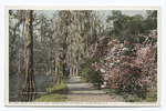 Walk along the Lake, Magnolia on the Ashley, Charleston, S. C.