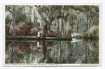 Across the Lake, Magnolia on the Ashley, Charleston, S. C.