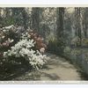 Walk by the Lake, Magnolia on the Ashley, Charleston, S. C.