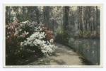 Walk by the Lake, Magnolia on the Ashley, Charleston, S. C.