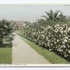 Cherokee Rose Hedge, Pasadena, Calif.