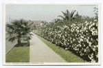 Cherokee Rose Hedge, Pasadena, Calif.