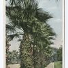Palms and Geraniums, California