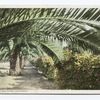 Palms and Roses, California