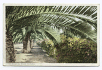 Palms and Roses, California