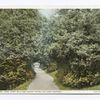 Lover's Lane, Fort William Henry Hotel, Lake George, N. Y.