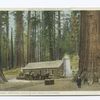 The Cabin, Grove of Big Trees, Mariposa, Calif.