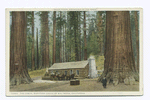 The Cabin, Grove of Big Trees, Mariposa, Calif.