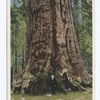 Grizzly Giant, Grove of Big Trees, Mariposa, Calif.