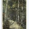 Wildwood Path, Profile House, White Mountains, New Hampshire