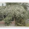 Lady Banksia Roses, California