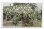 Lady Banksia Roses, California