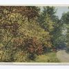 Sumach in Autumn (Pittsfield Mass.)