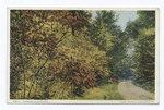 Sumach in Autumn (Pittsfield Mass.)