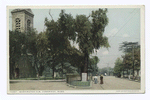 Washington Elm, Cambridge, Mass.