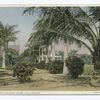 Royal and Coconut Palms, Hibiscus, Palm Beach, Fla.