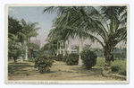 Royal and Coconut Palms, Hibiscus, Palm Beach, Fla.