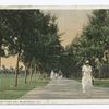 Australian Pines Avenue, Palm Beach, Fla.
