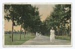 Australian Pines Avenue, Palm Beach, Fla.