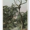 Jungle Road to Coconut Grove, Miami, Fla.