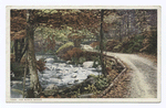 The North Woods