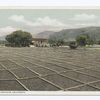 Drying Apricots, California