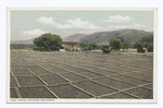 Drying Apricots, California