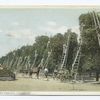 Picking Oranges, California