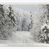 Snow Scene